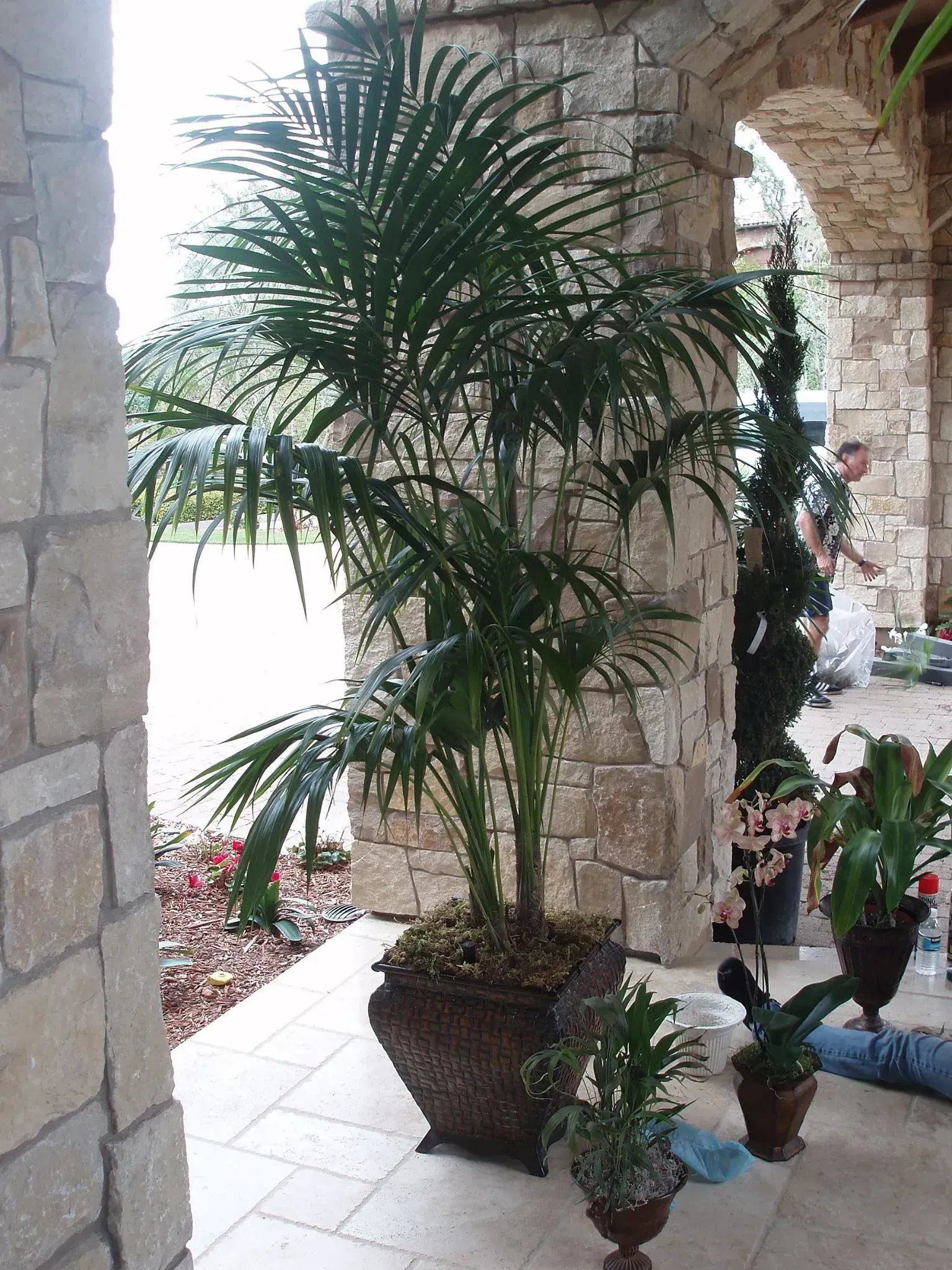 Palm tree in a decorative pot on a porch with stone columns and other plants.