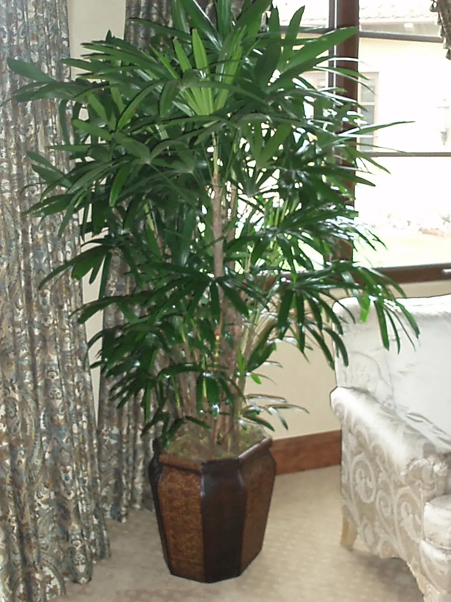 Tall potted plant with green leaves in a dark brown, geometric planter near a patterned curtain and a cream-colored armchair.