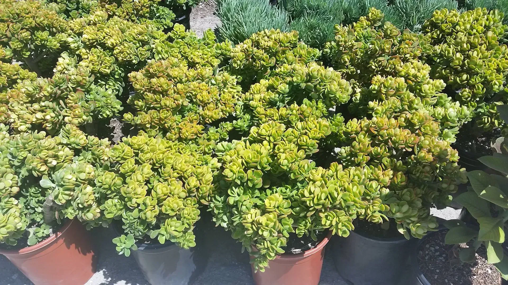 Rows of potted plants with dense, yellow-green foliage.