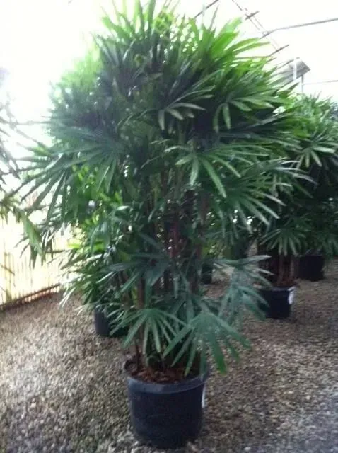 Tall, potted lady palm with fan-shaped green leaves. Other potted plants are behind it.