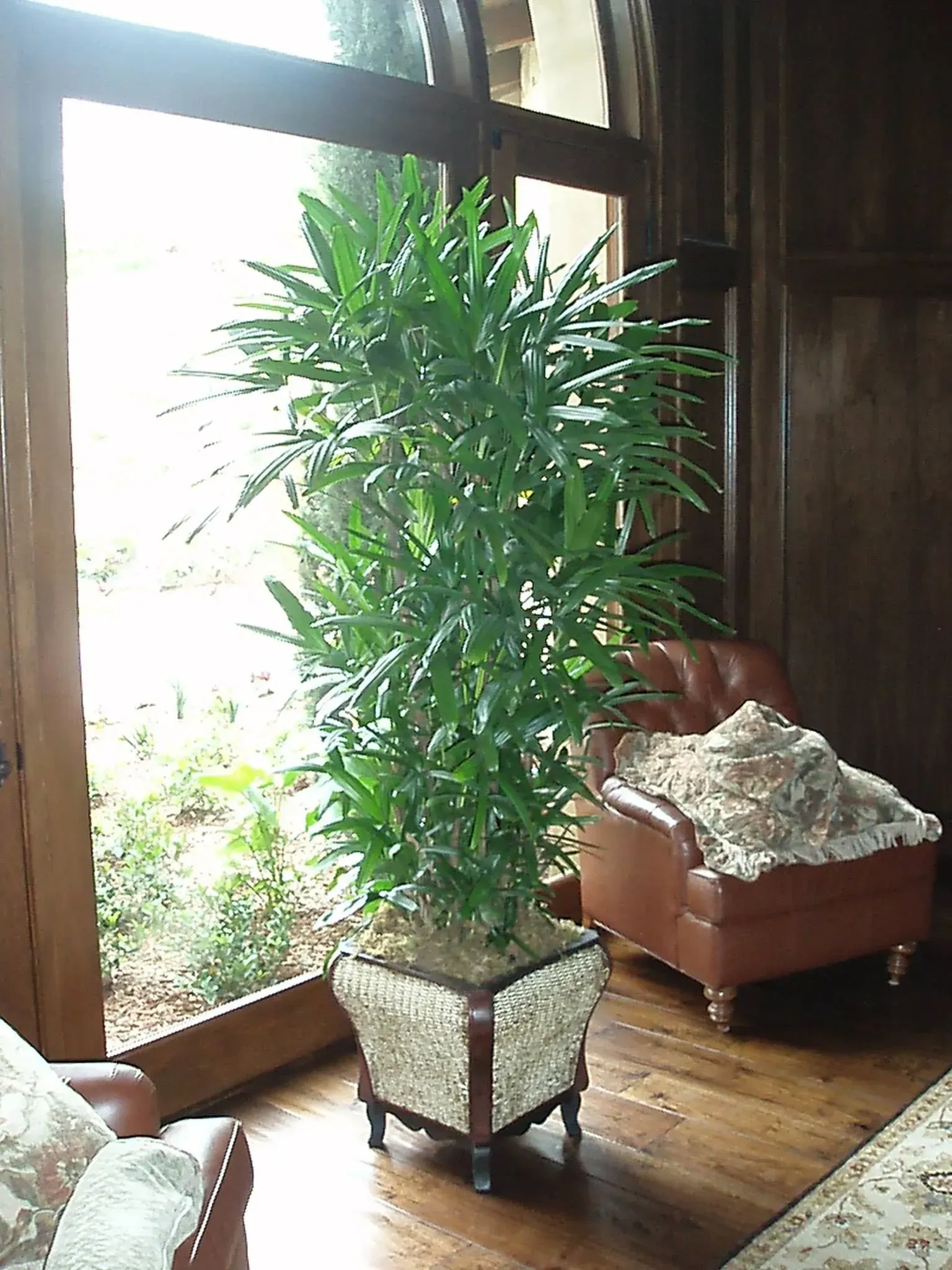 Tall potted plant inside, near a window, with a brown leather chair.