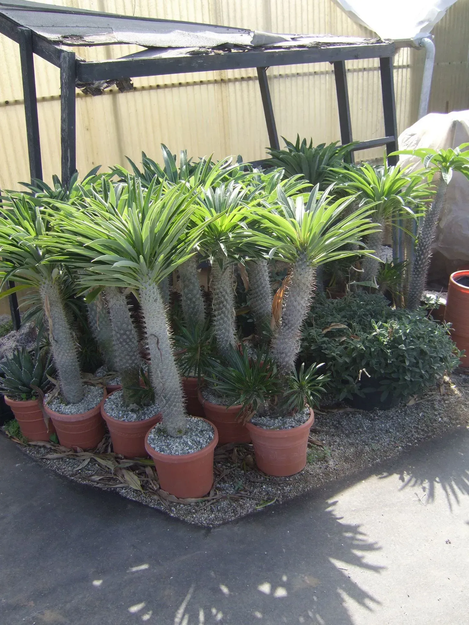 Potted Pachypodium lamerei plants with spiky trunks under a shaded structure.