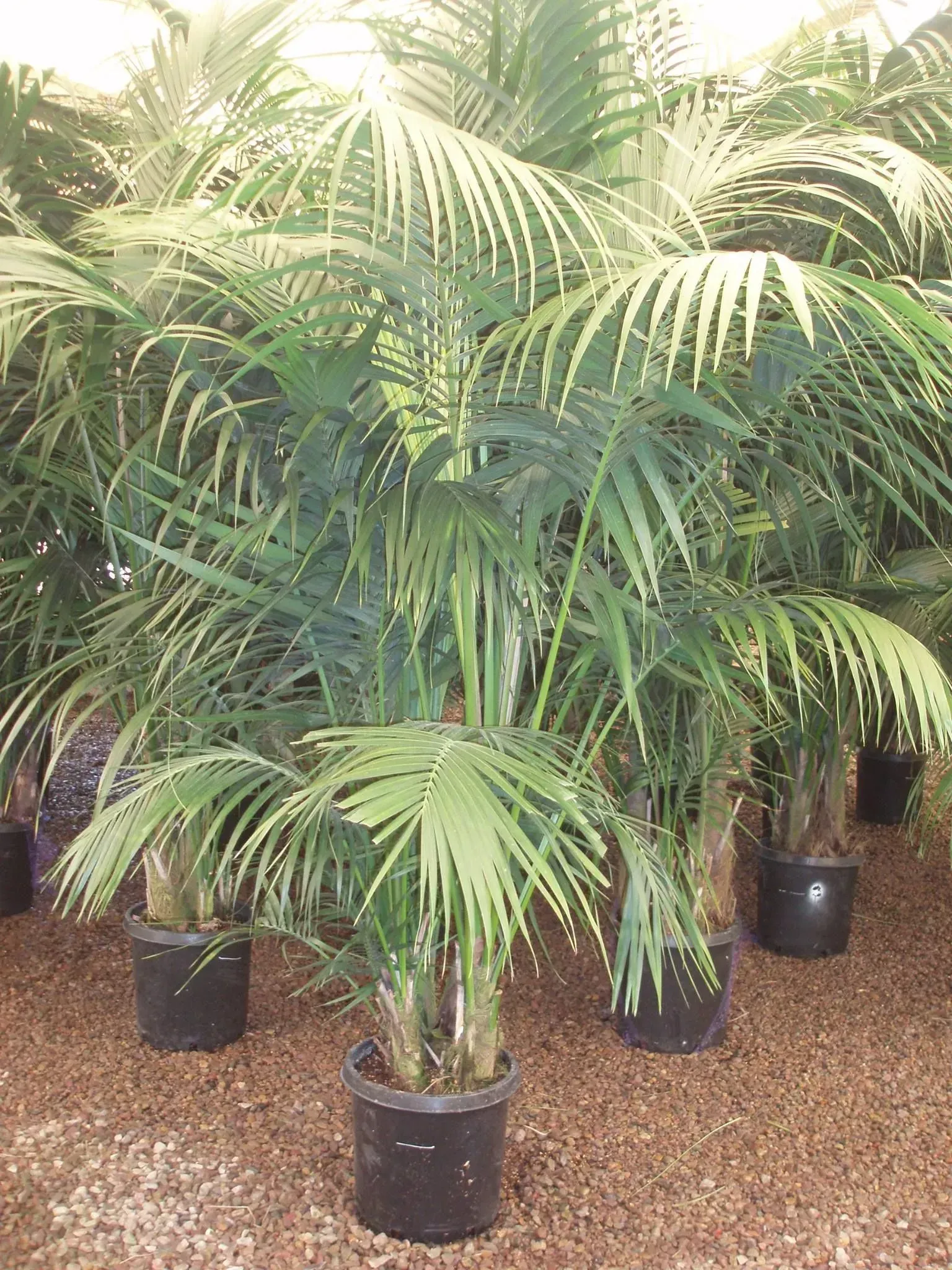 Several potted palm trees with green fronds.