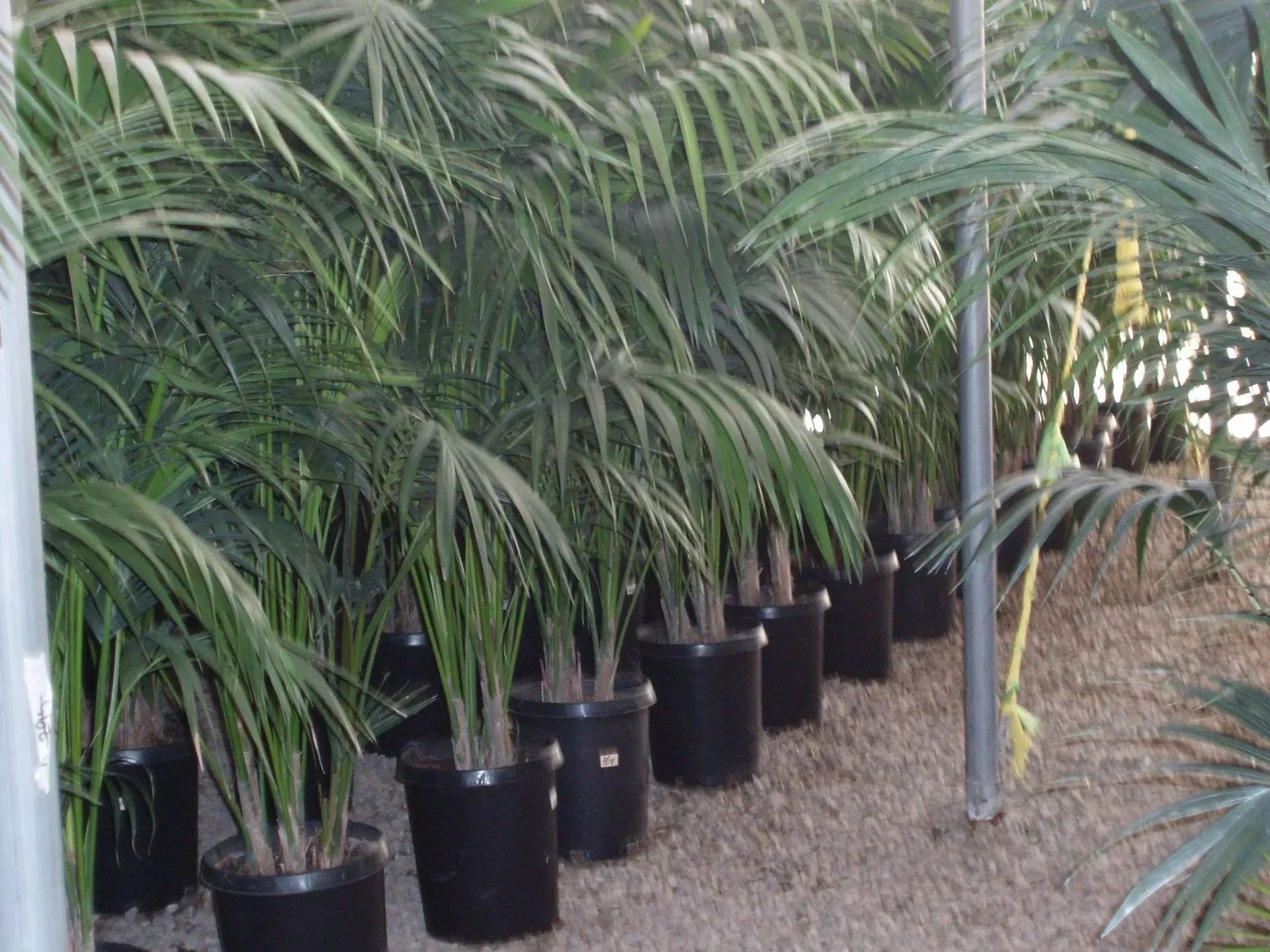Row of potted areca palms in a greenhouse, with long green fronds and black pots.