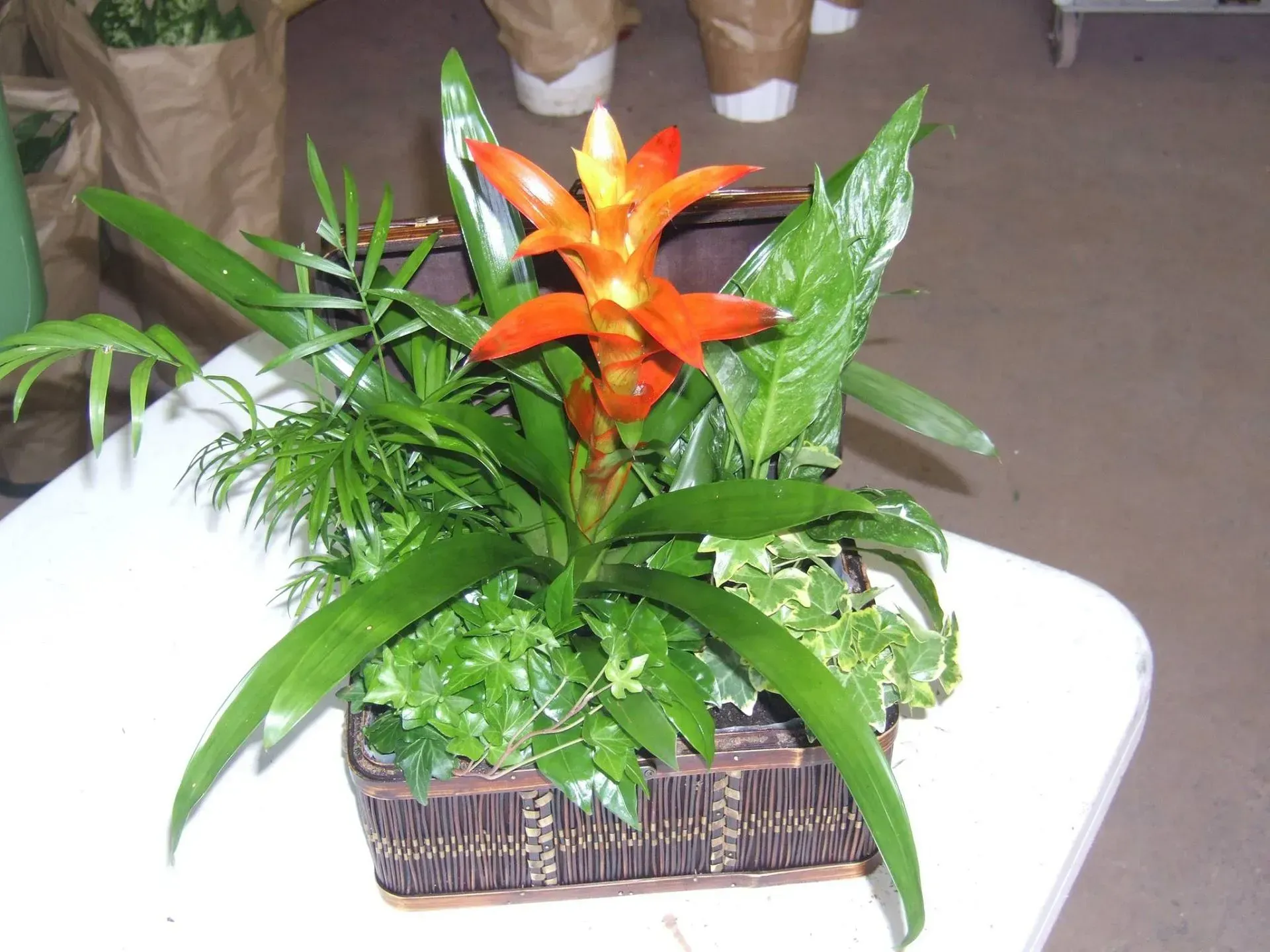 Floral arrangement in a brown wicker basket with orange bromeliad flower and green foliage.