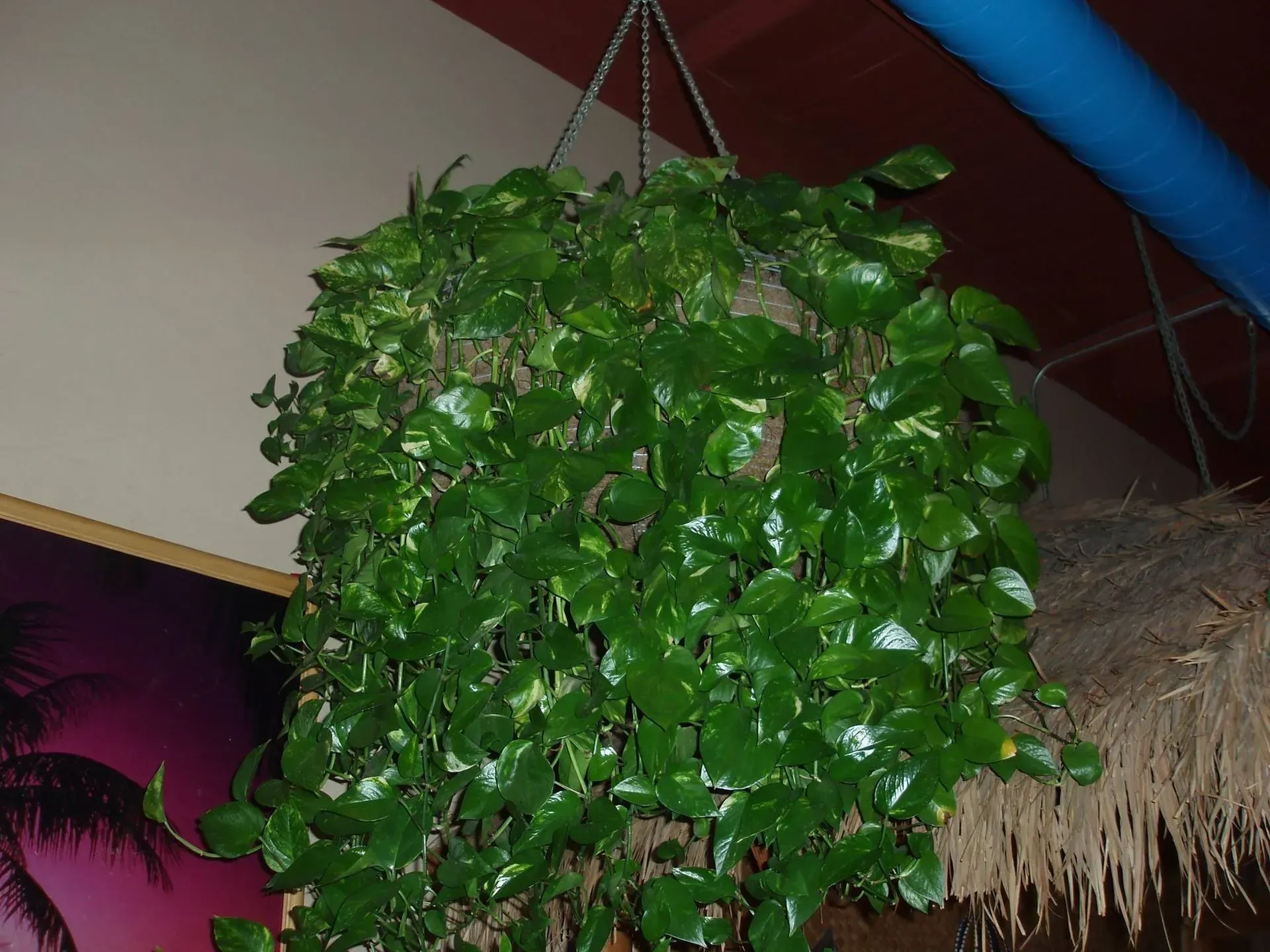 Hanging basket overflowing with green pothos plant, with golden markings.