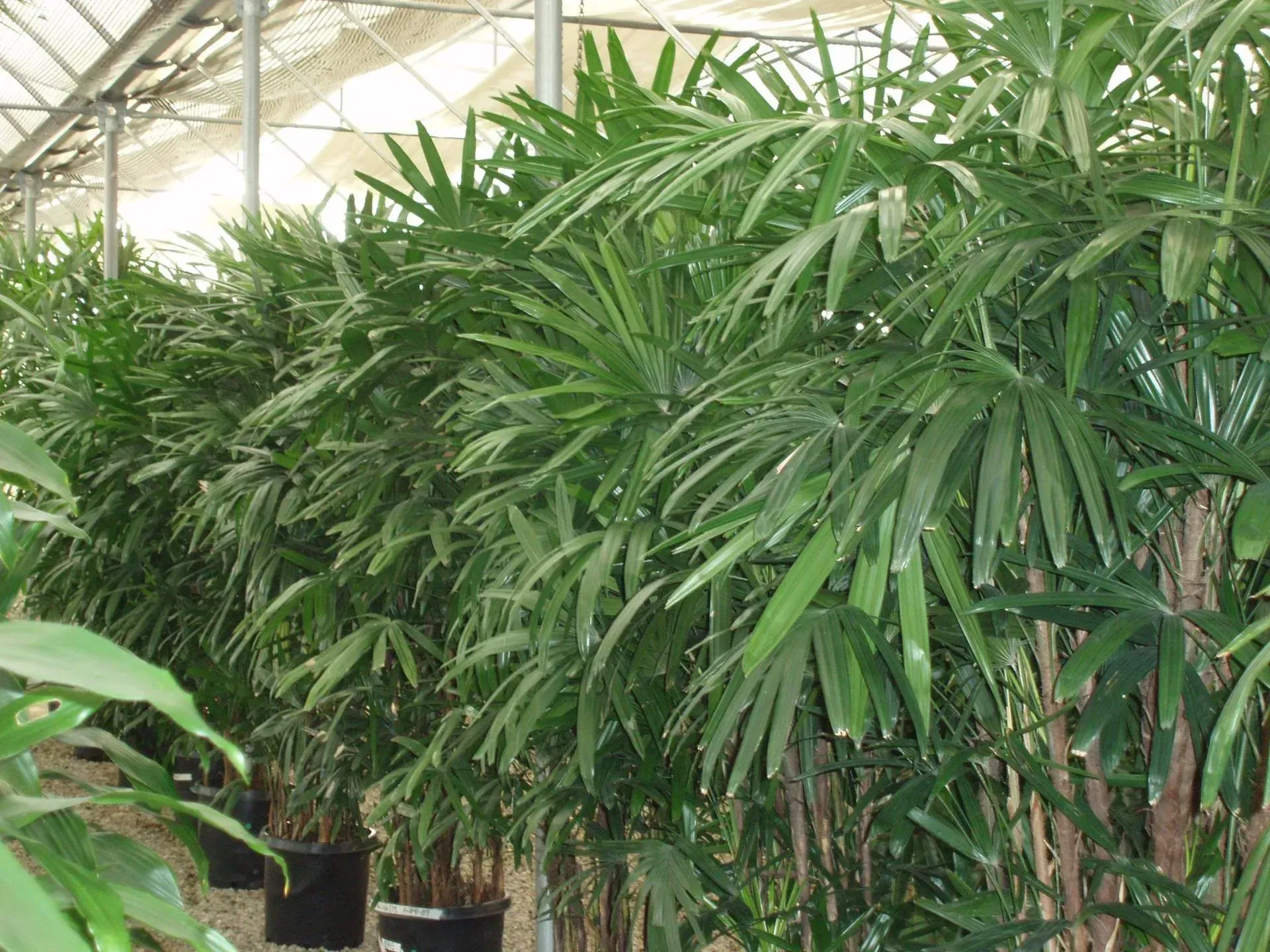Row of large, green lady palm plants in a greenhouse setting with light from above.