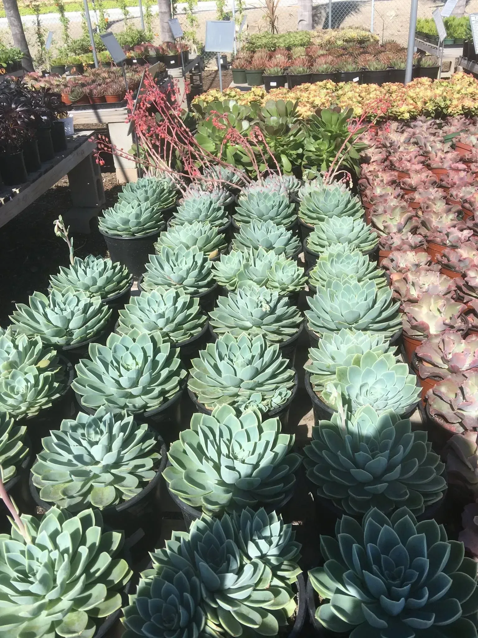Rows of blue-green succulent plants in black pots, displayed at a nursery with other colorful plants in the background.