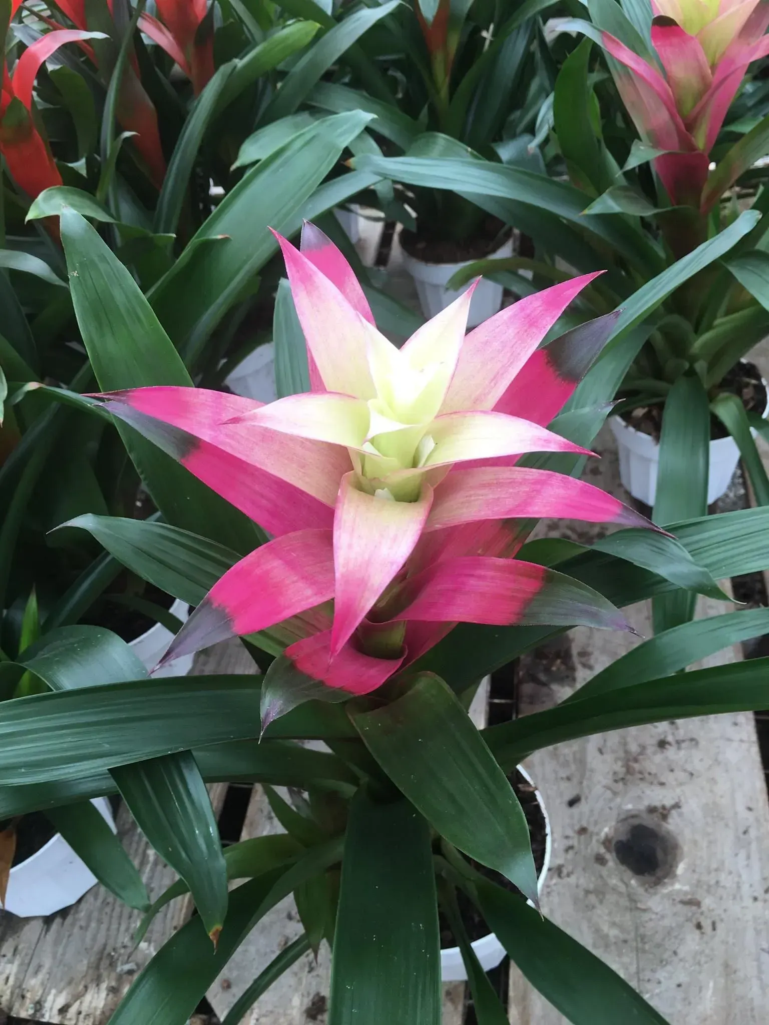 Pink and white bromeliad with green leaves in a white pot.