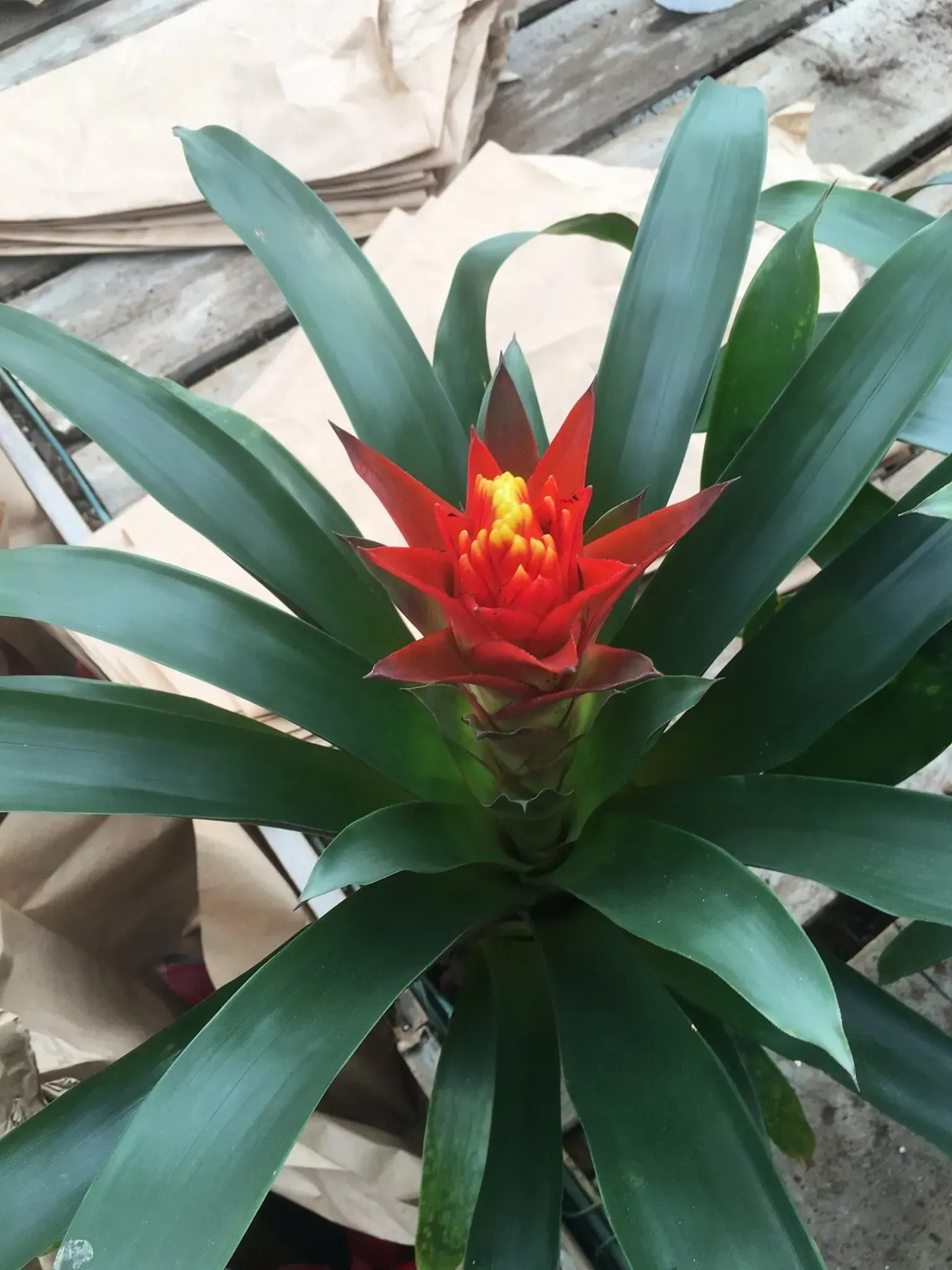 Bromeliad plant with vibrant red and yellow flower, long green leaves.