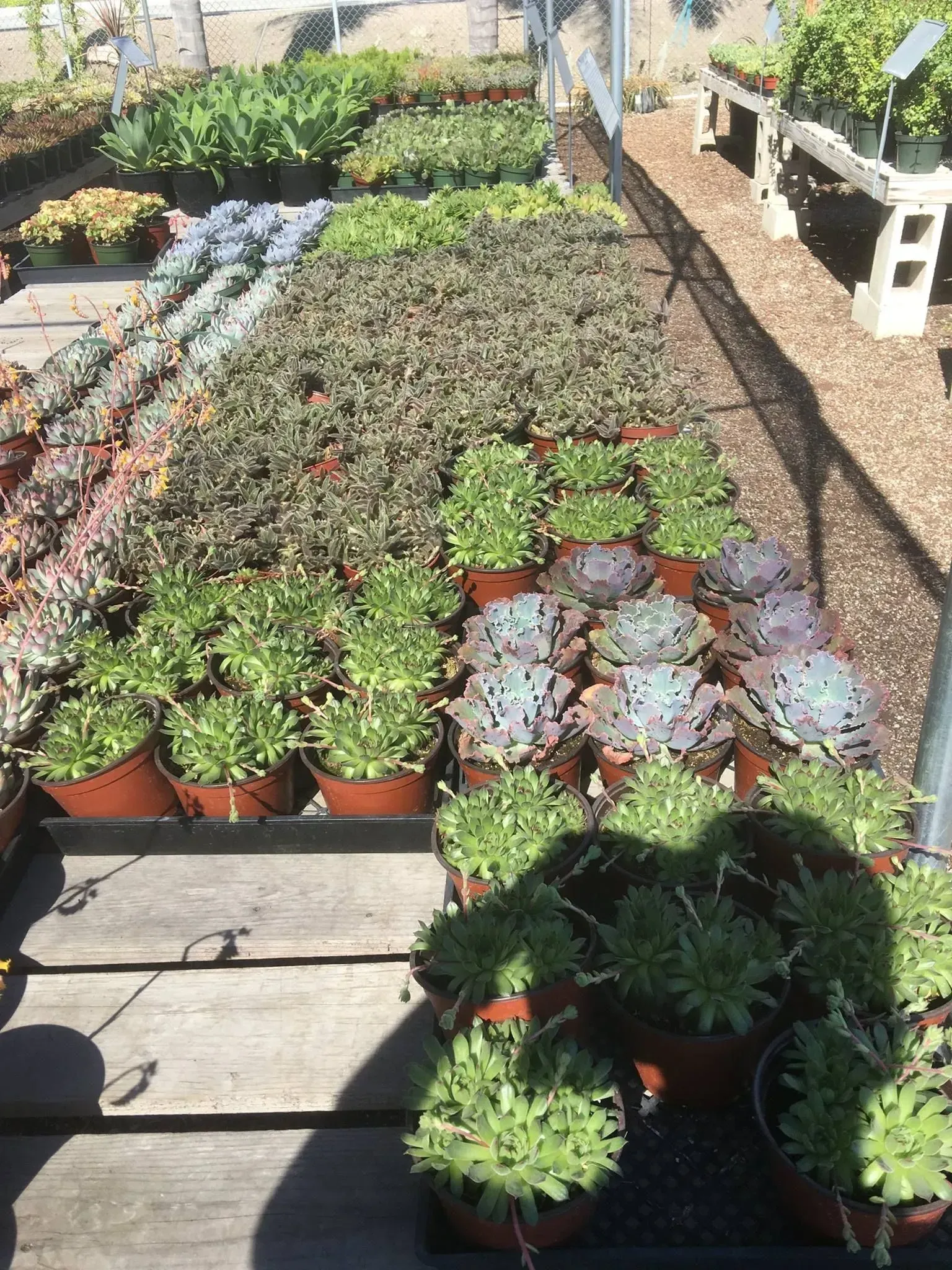 Rows of potted succulents at a nursery, various green and purple hues. Sunny outdoor setting.