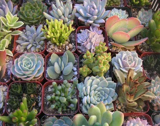 Various colorful succulents in small square pots, tightly arranged together.