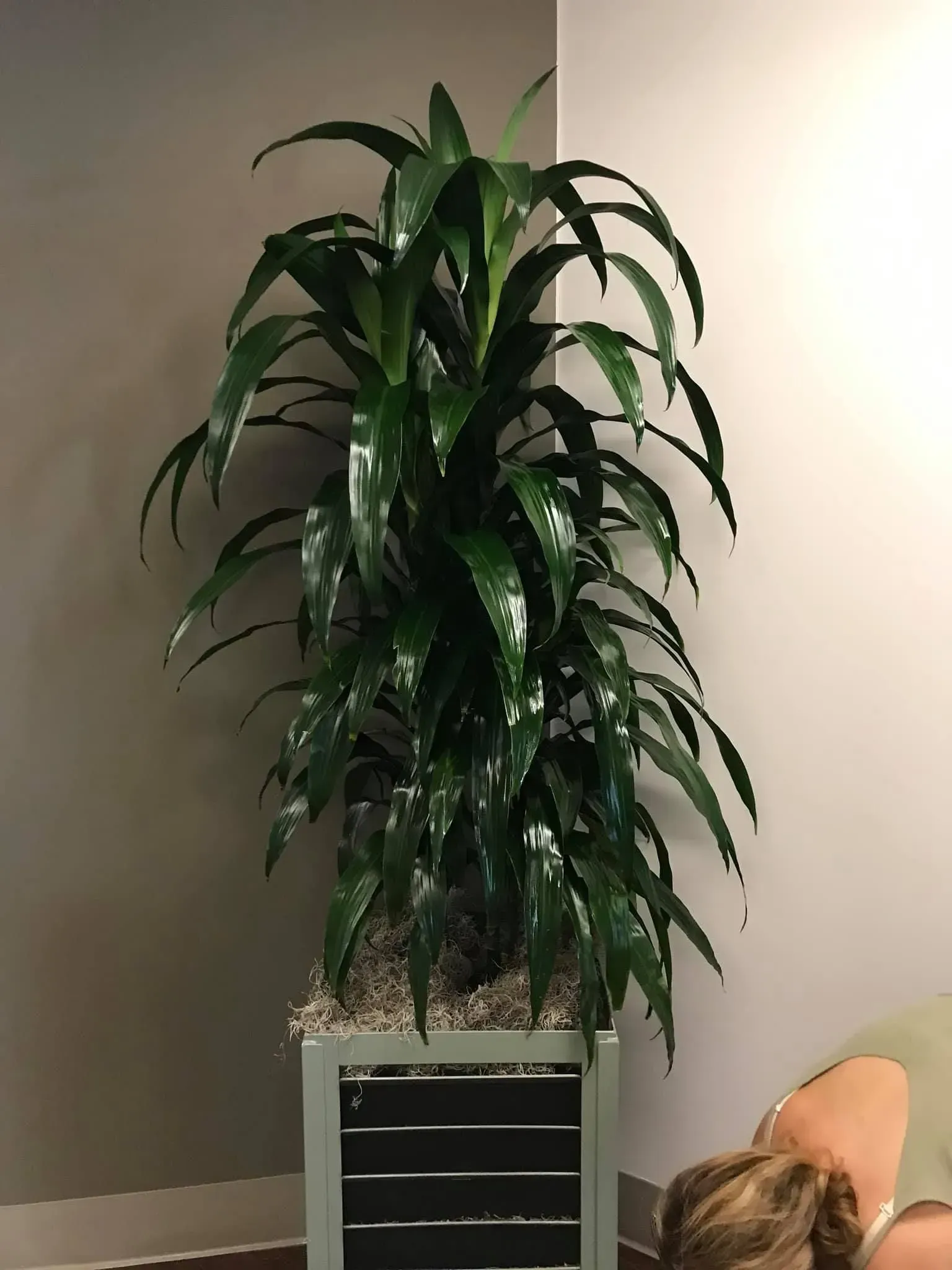 Tall, green plant in a gray, slatted planter in a room corner. Someone's head visible in the lower right.