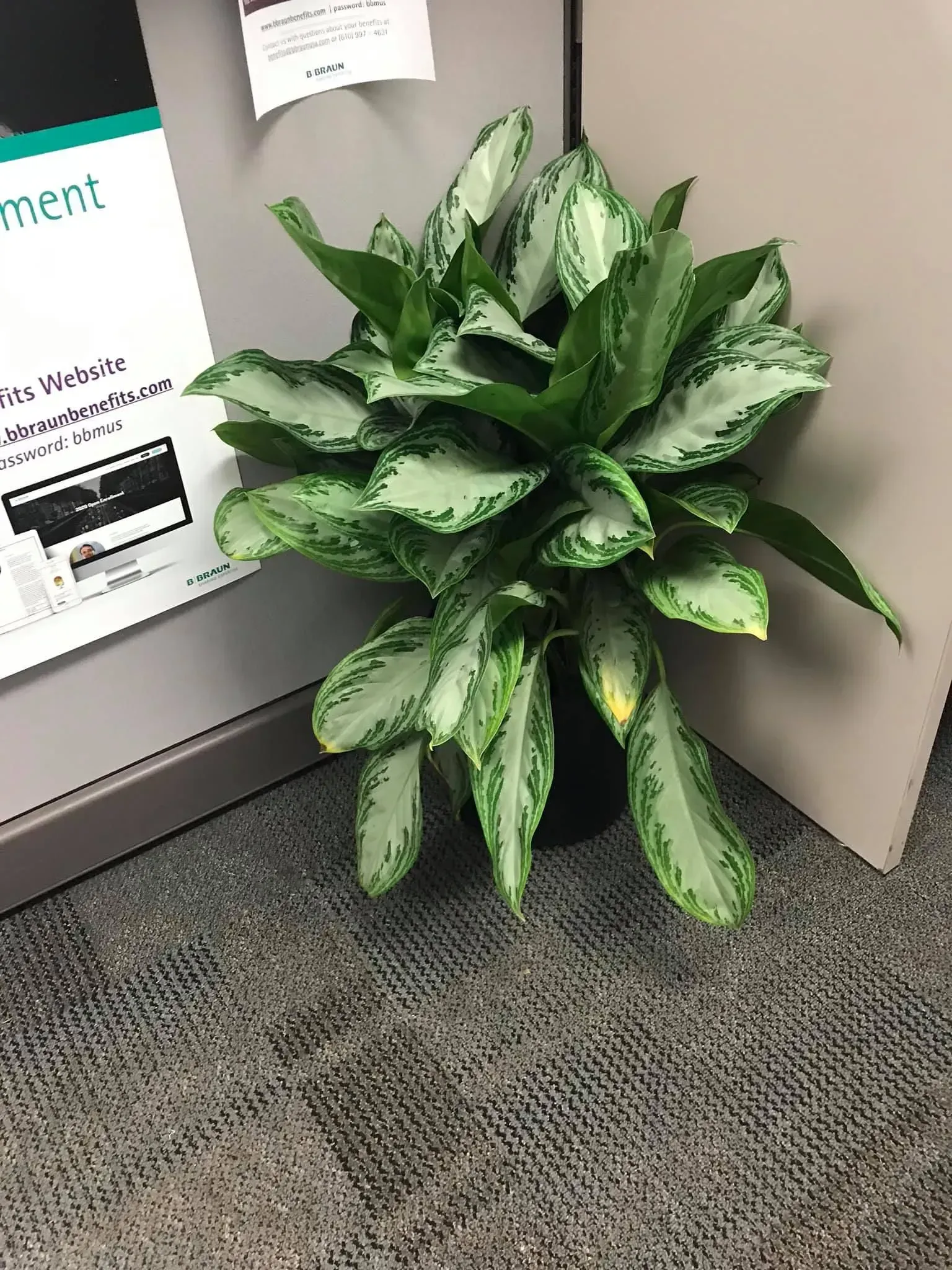 Silver Queen Aglaonema plant with green and silver leaves in a black pot, against a neutral office background.