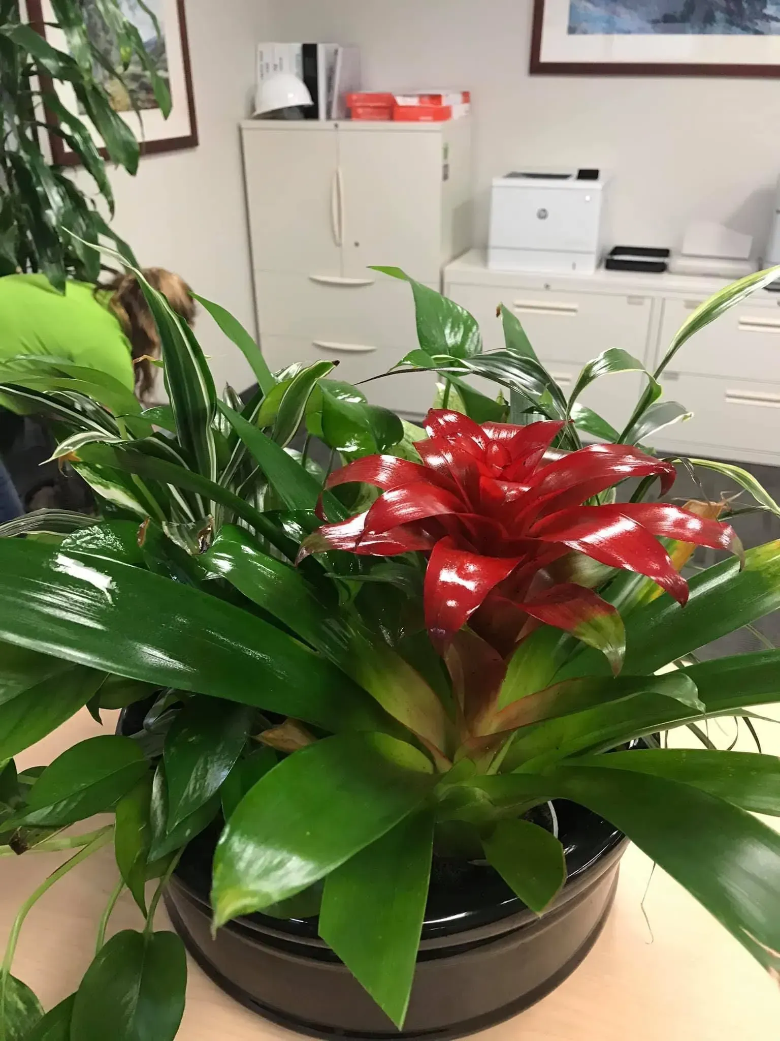 Close-up of a potted plant with a vibrant red flower and glossy green leaves in an office setting.