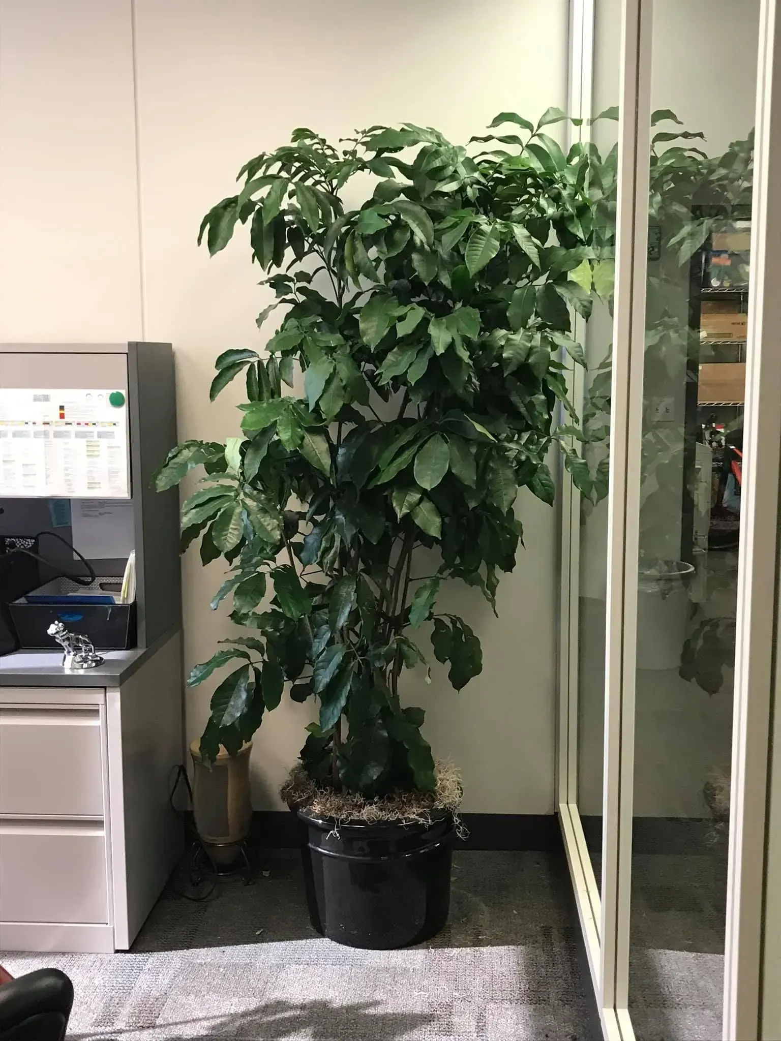 Large potted Schefflera plant in a black pot, next to a glass wall in an office.