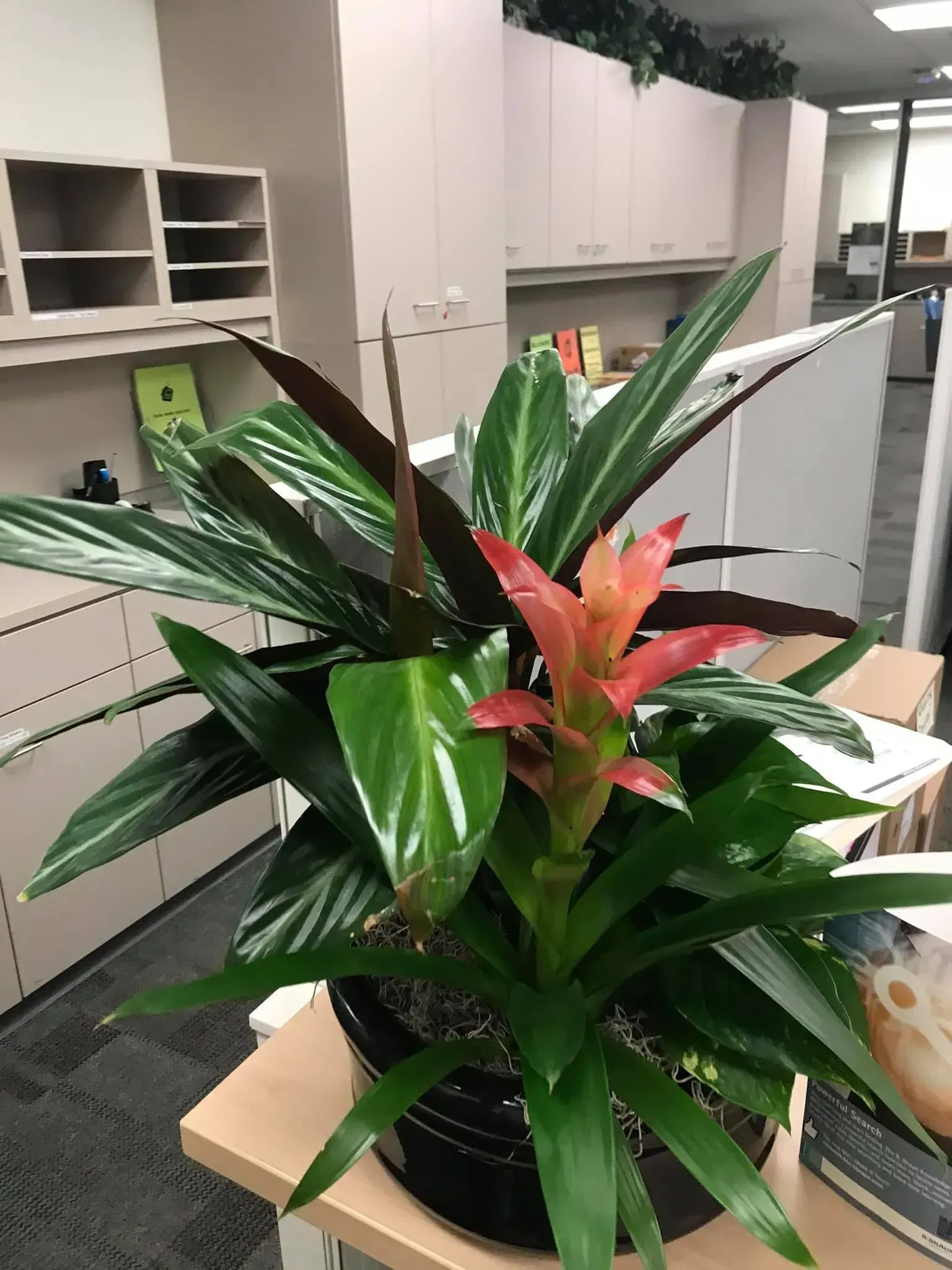 Office plant arrangement with red and green foliage in front of cubicles.
