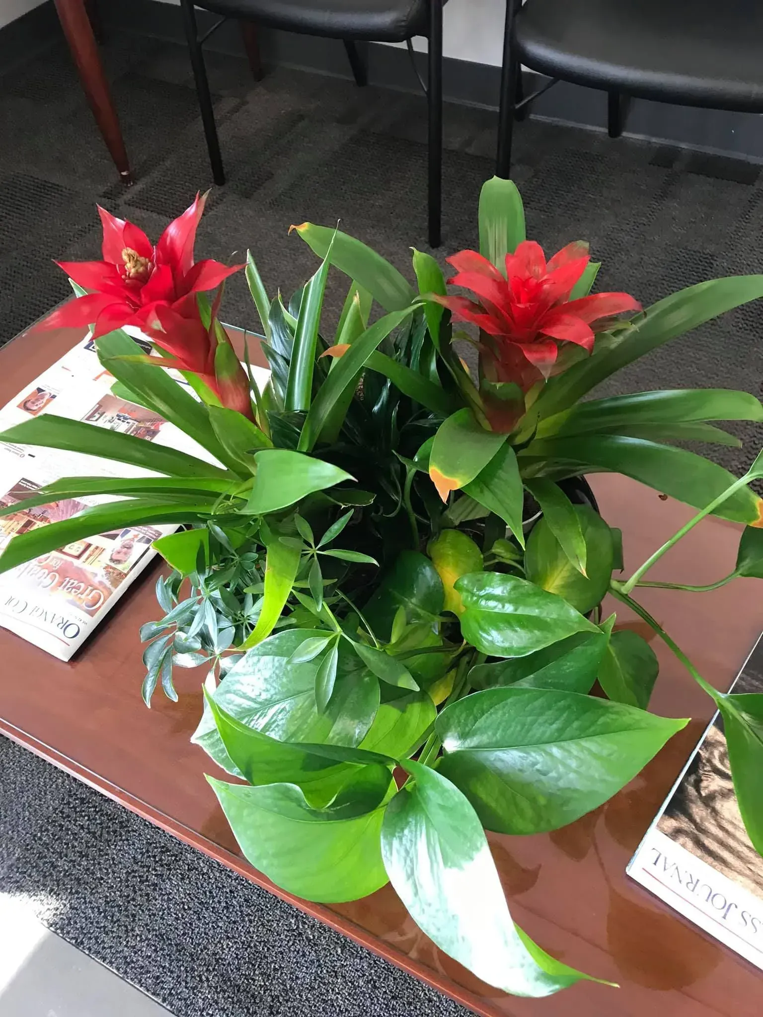 Close-up of a potted plant with bright red flowers and lush green foliage on a brown table, with a magazine visible.