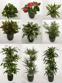 Nine potted plants of various species and sizes, arranged in a grid on a white background.