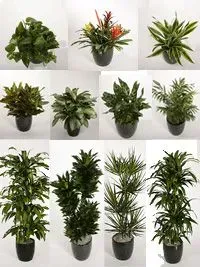 Array of potted green houseplants, displayed in a grid formation.