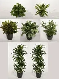 Seven potted green plants on a light background.