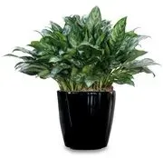 Green plant with speckled leaves in a black ceramic pot.