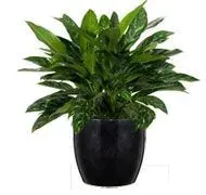 Green leafy houseplant in a glossy black pot.