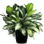 Potted Aglaonema plant with green and silver leaves in a black pot.