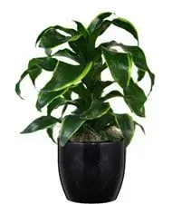 Green leafy plant in a black ceramic pot.