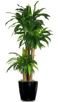 Tall green plant with long leaves in a glossy black pot.