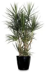 Dracaena plant with long, thin green leaves in a black pot.