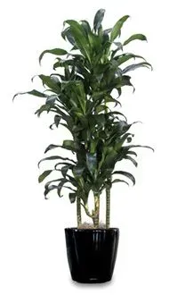 A tall, green Dracaena plant with multiple stalks in a glossy, black pot.