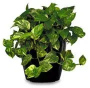 Potted pothos plant with green and yellow variegated leaves.