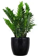 Green ZZ plant in a glossy black pot.