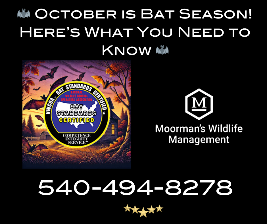 October is bat season here 's what you need to know