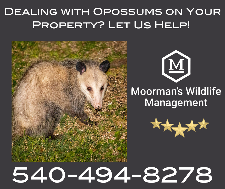 An advertisement for moorman 's wildlife management with a picture of an opossum