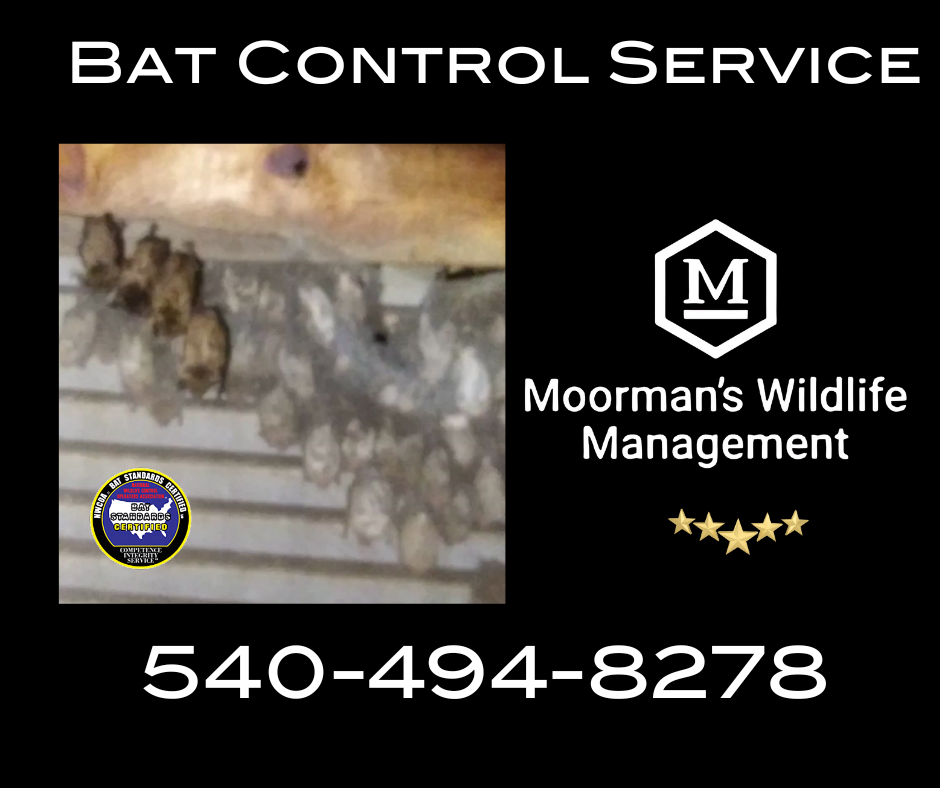 A poster for bat control service shows a bunch of bats