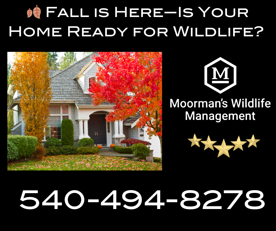 Prepare your Roanoke home for the fall season by preventing wildlife invasions! Learn how to protect