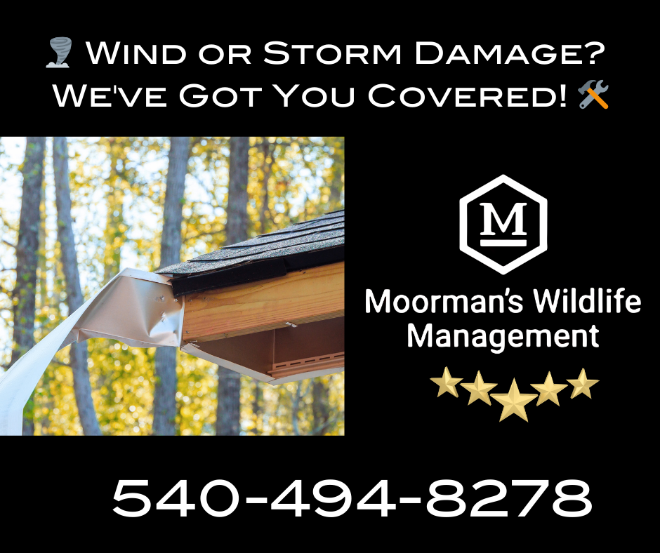 A wind or storm damage ad for moorman 's wildlife management