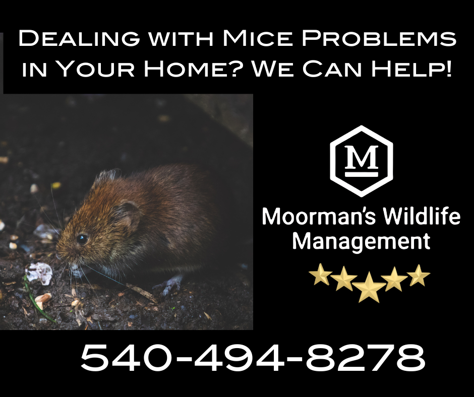 An advertisement for moorman 's wildlife management with a picture of a mouse