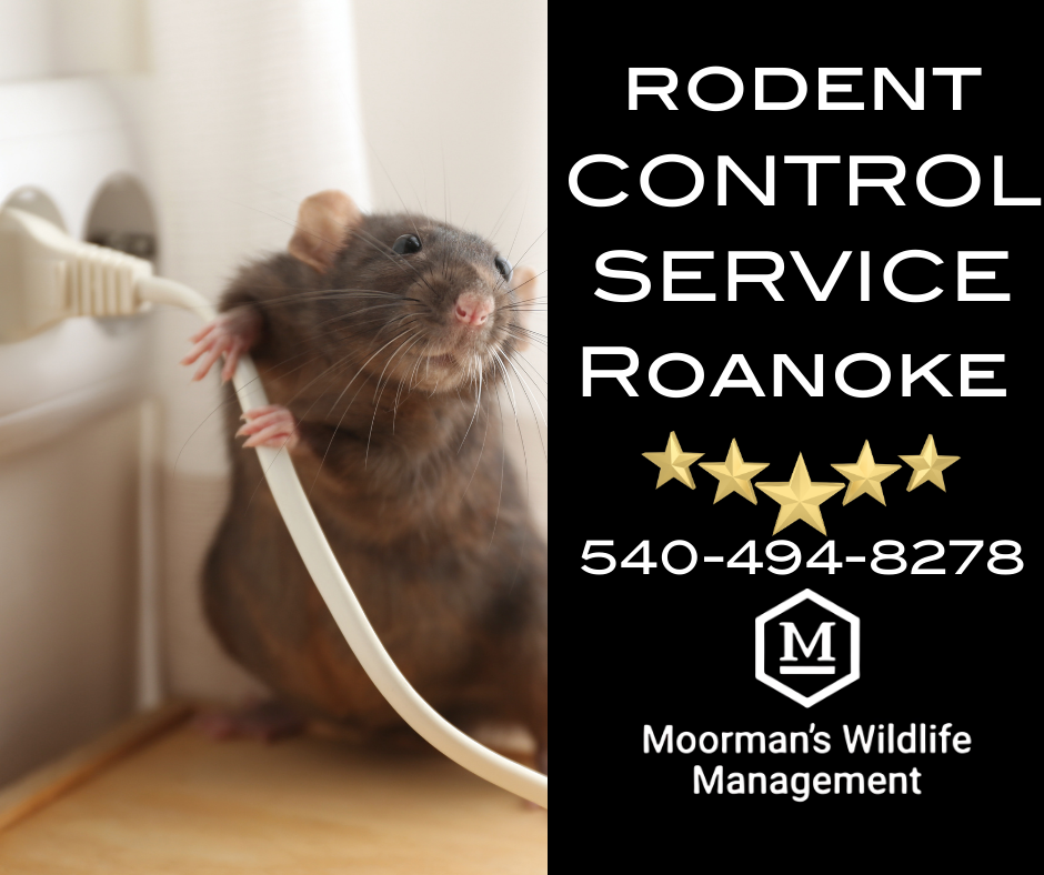 Certified rodent control technician inspecting a Roanoke home for signs of mice and rats.