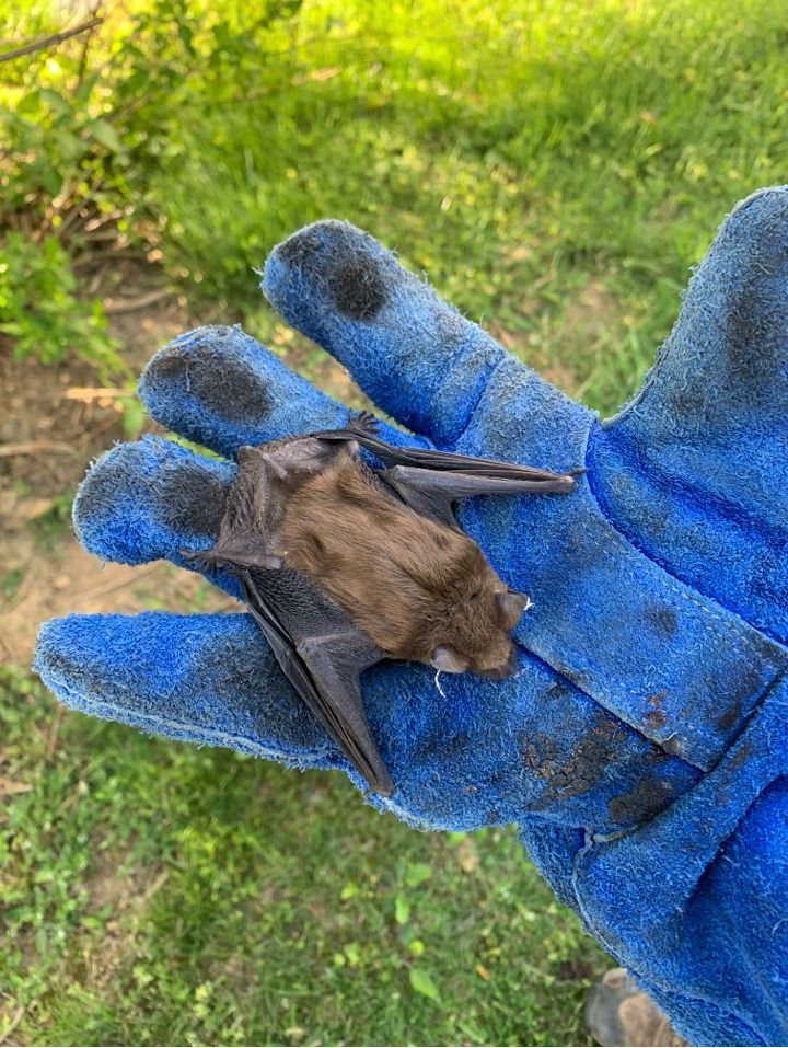 A person is holding a bat in a blue glove.