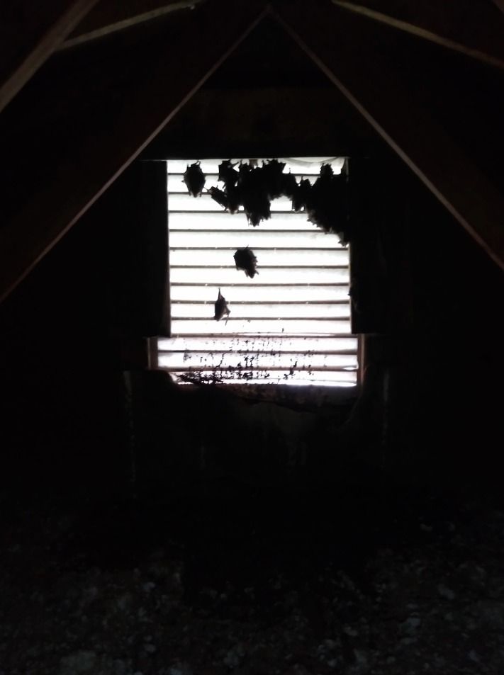 A black and white photo of a window in a dark room with bats hanging bat control Roanoke