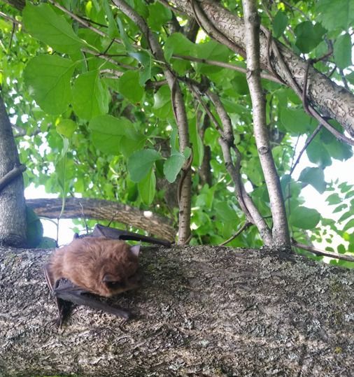 A bat is sitting on a tree branch.