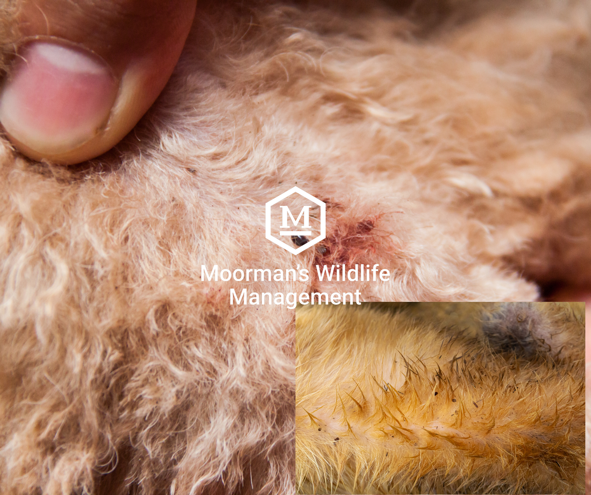 A close up of a person 's finger on a dog 's fur.