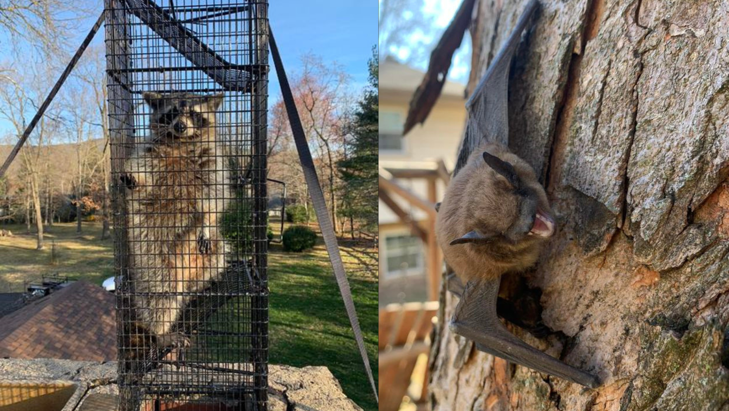 A raccoon in a cage next to a bat on a tree.