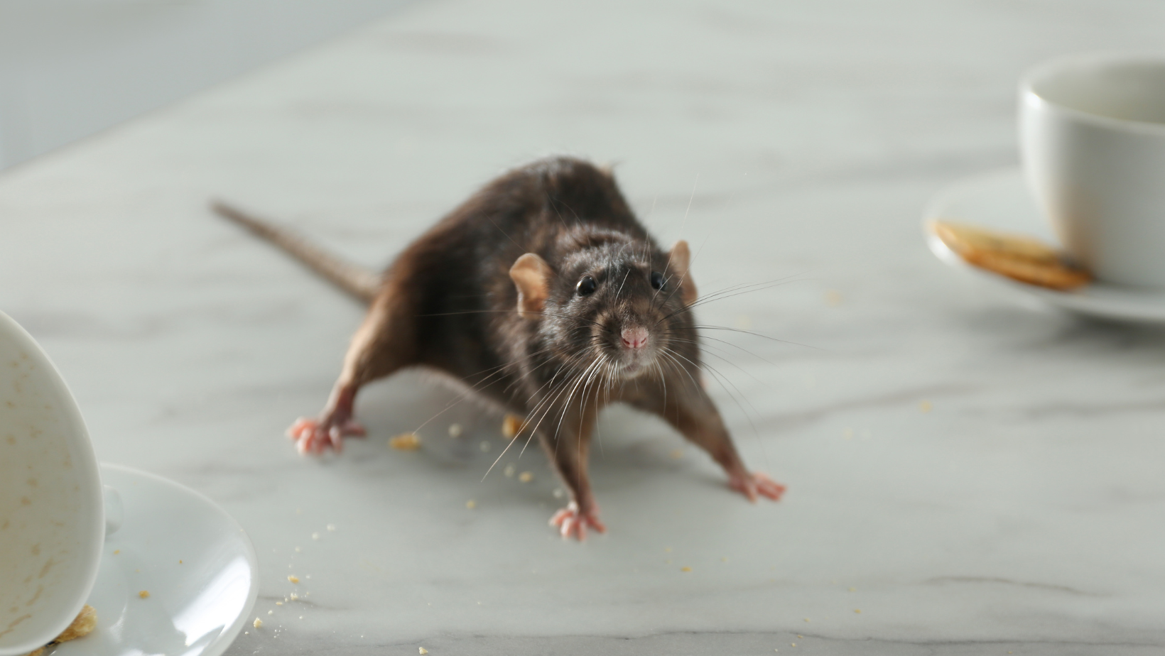 A rat is standing on a table next to a cup of coffee.