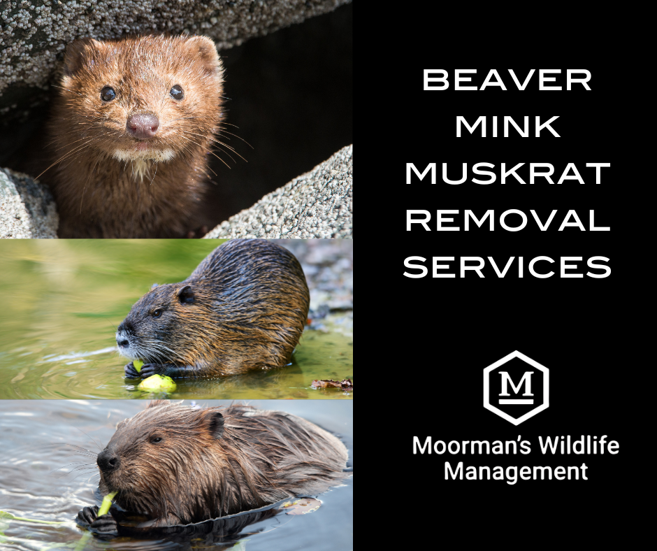 A collage of photos of a mink , muskrat , and beaver.