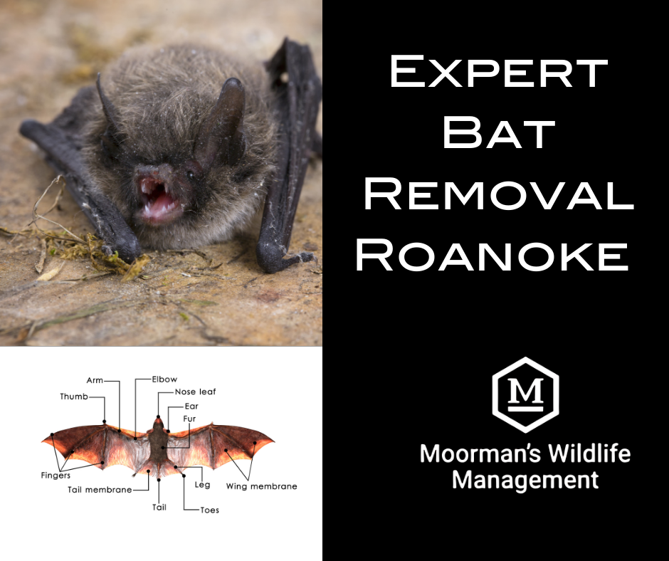 An advertisement for expert bat removal roanoke by moorman 's wildlife management