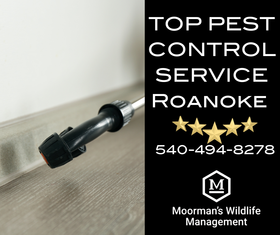 Certified pest control technician providing thorough home inspections in Roanoke, VA